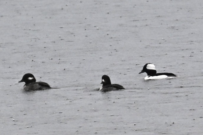 Bufflehead - ML646492274