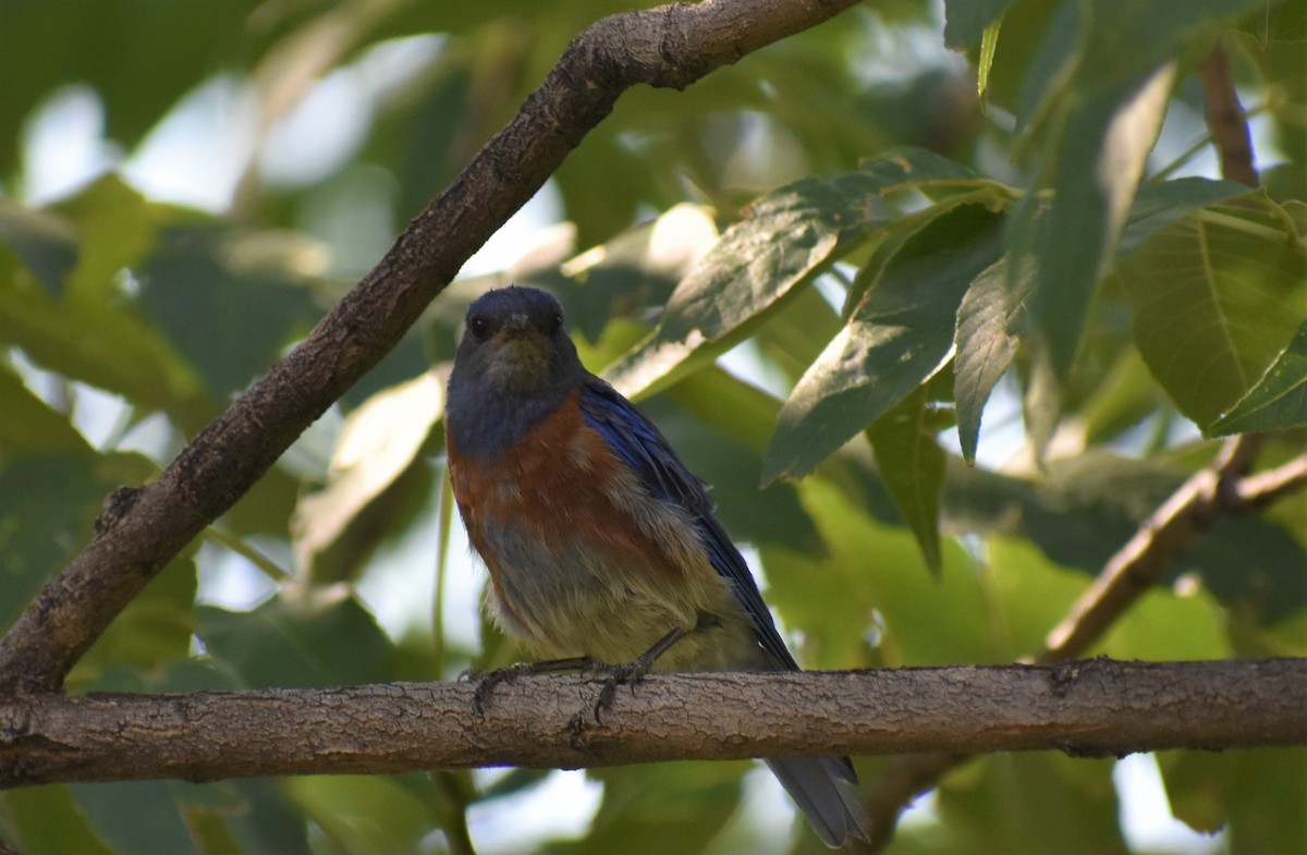 Western Bluebird - ML646492275