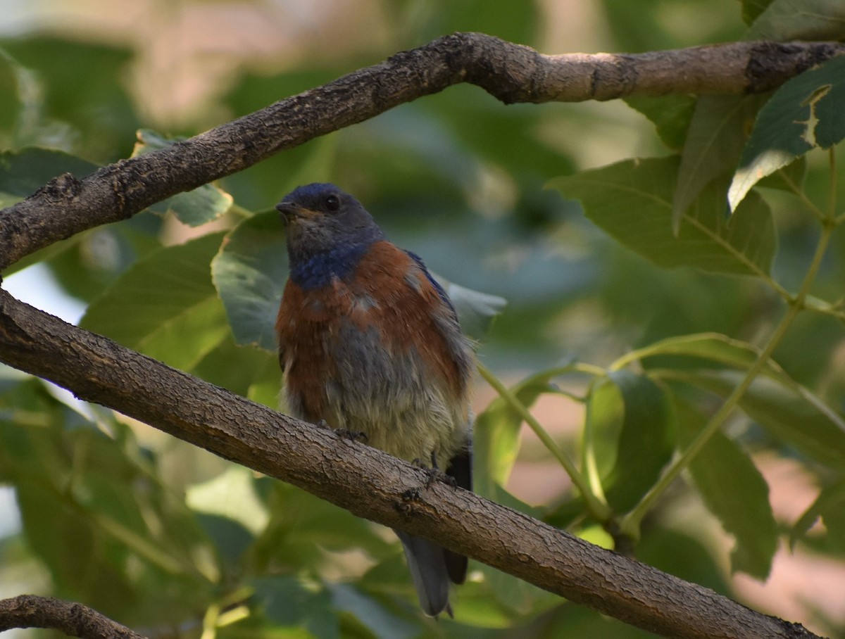 Western Bluebird - ML646492276