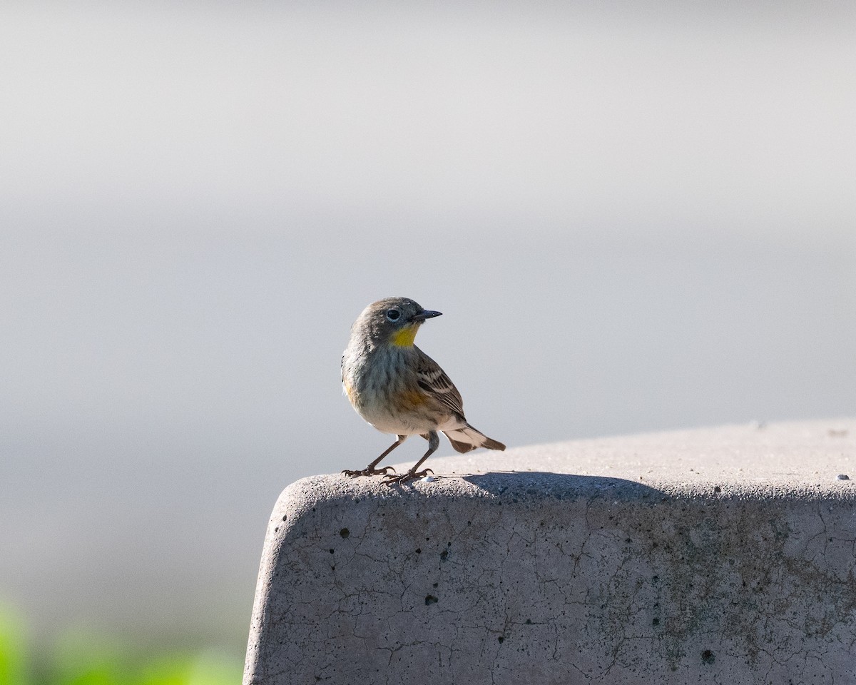 Yellow-rumped Warbler - ML646492278