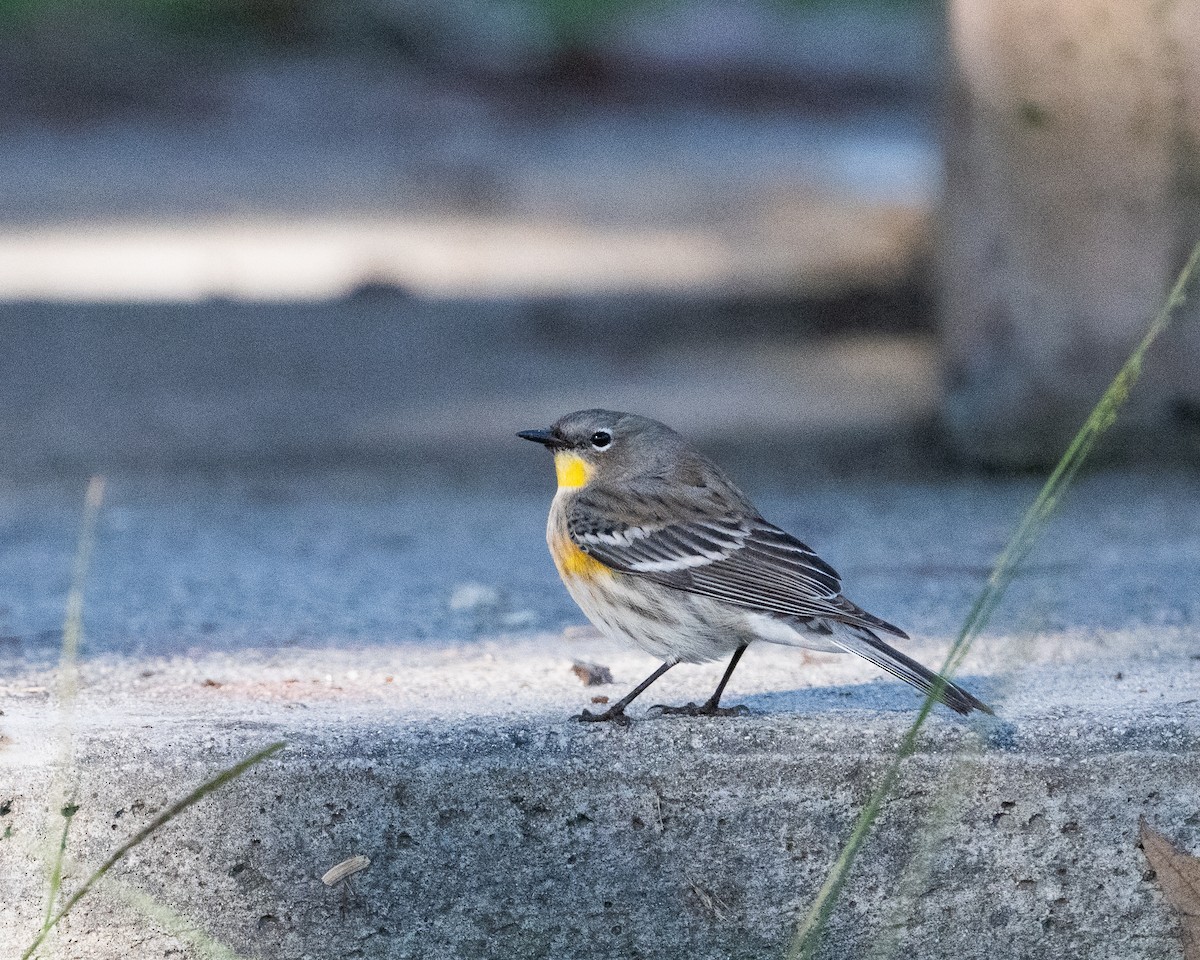 Yellow-rumped Warbler - ML646492279