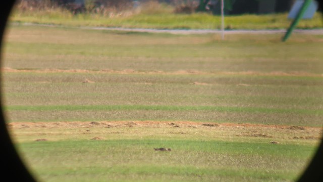 Американский бекас - ML646492281