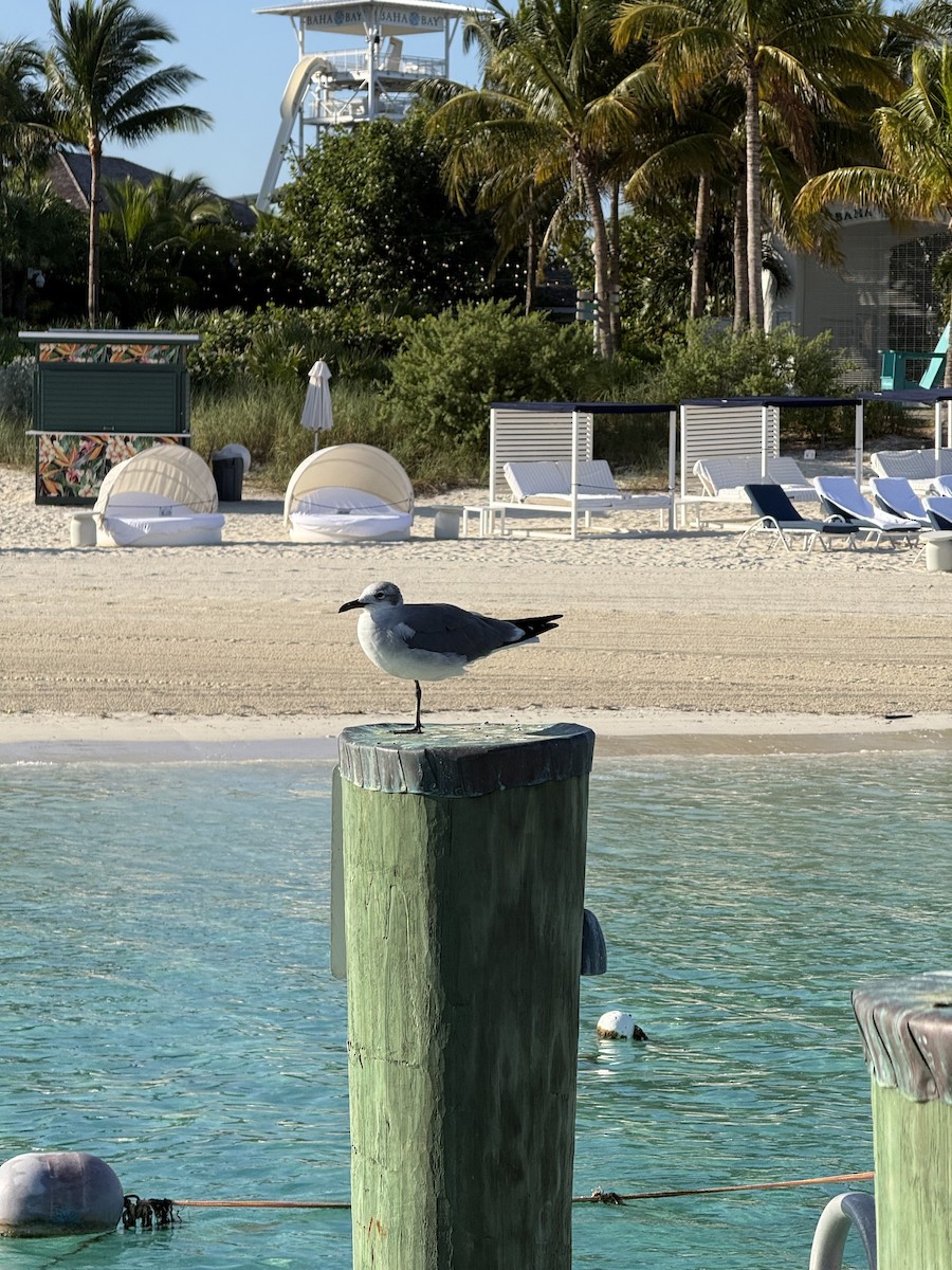 שחף צוחק - ML646492286