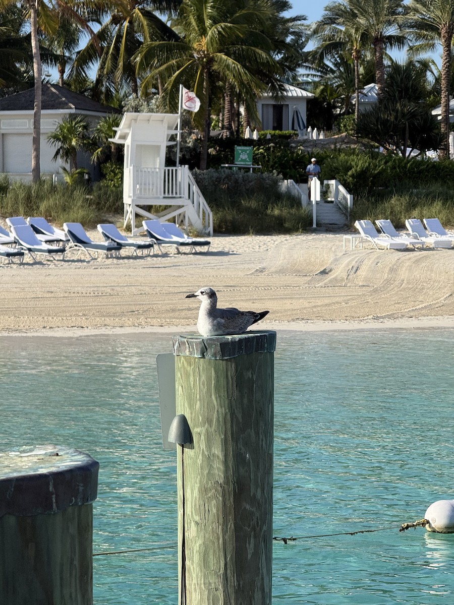 שחף צוחק - ML646492287