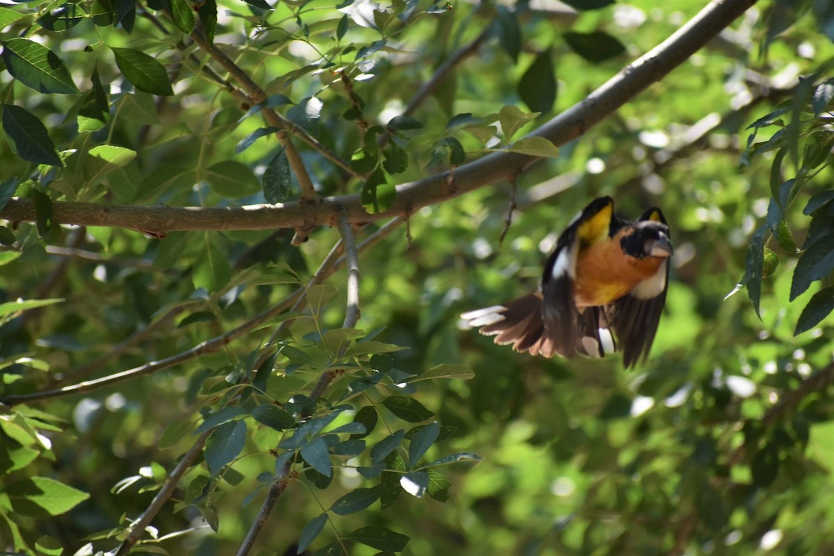Black-headed Grosbeak - ML646492288