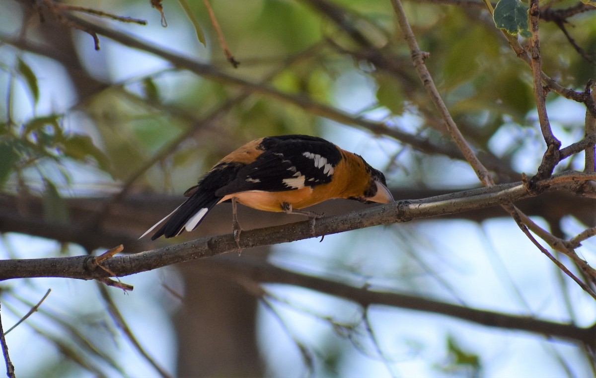 Black-headed Grosbeak - ML646492289