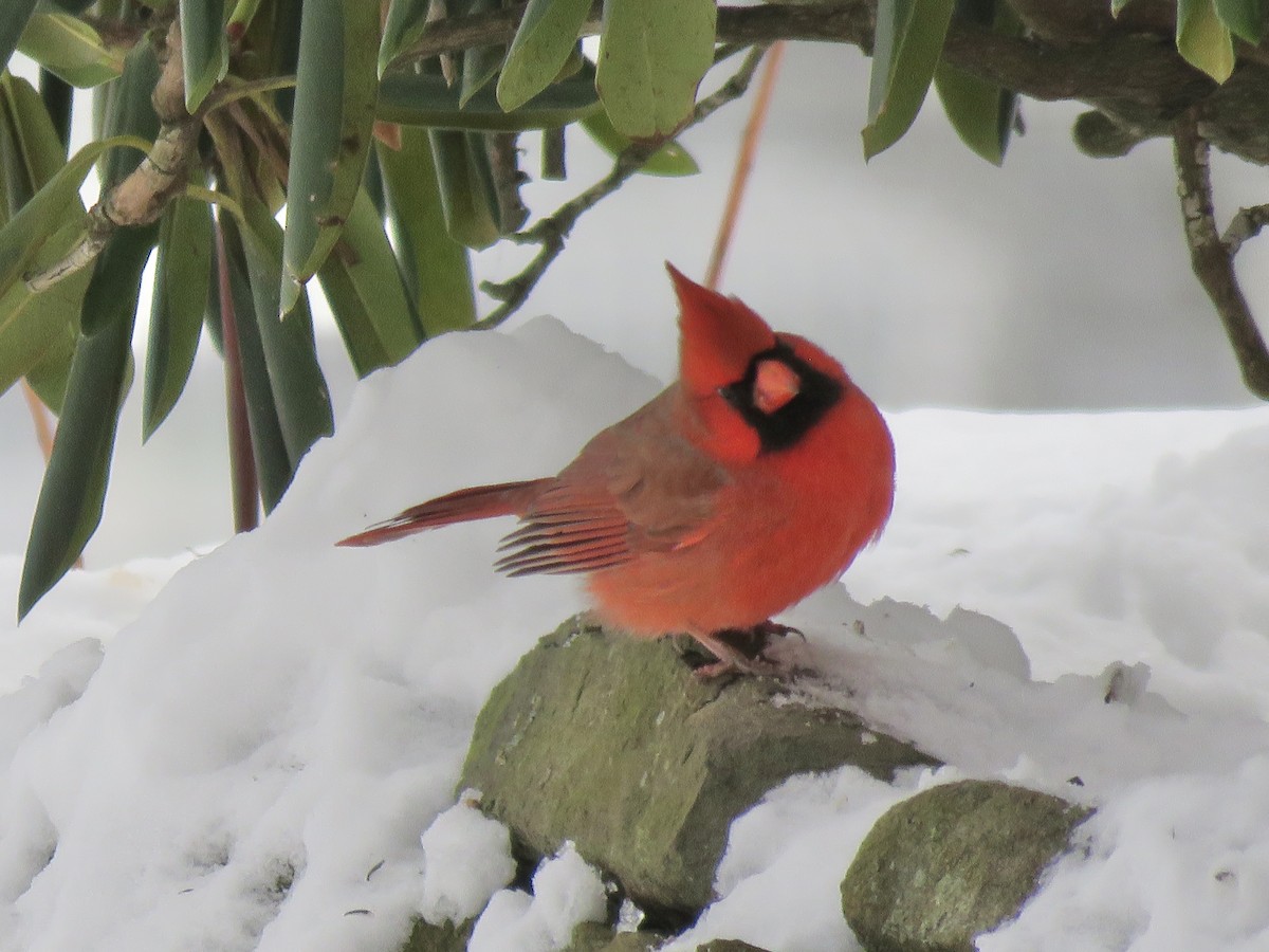 Cardinal rouge - ML646492308