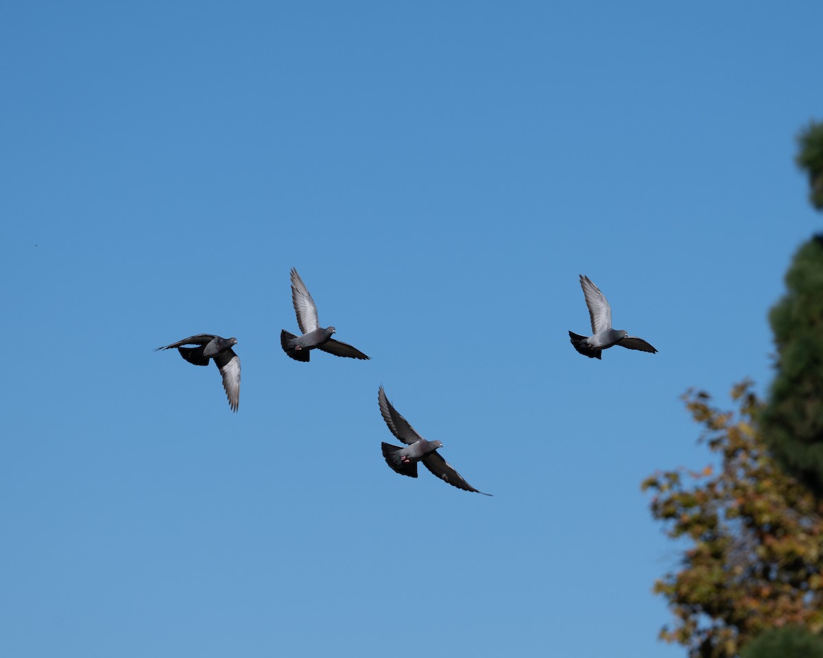 Rock Pigeon (Feral Pigeon) - ML646492311