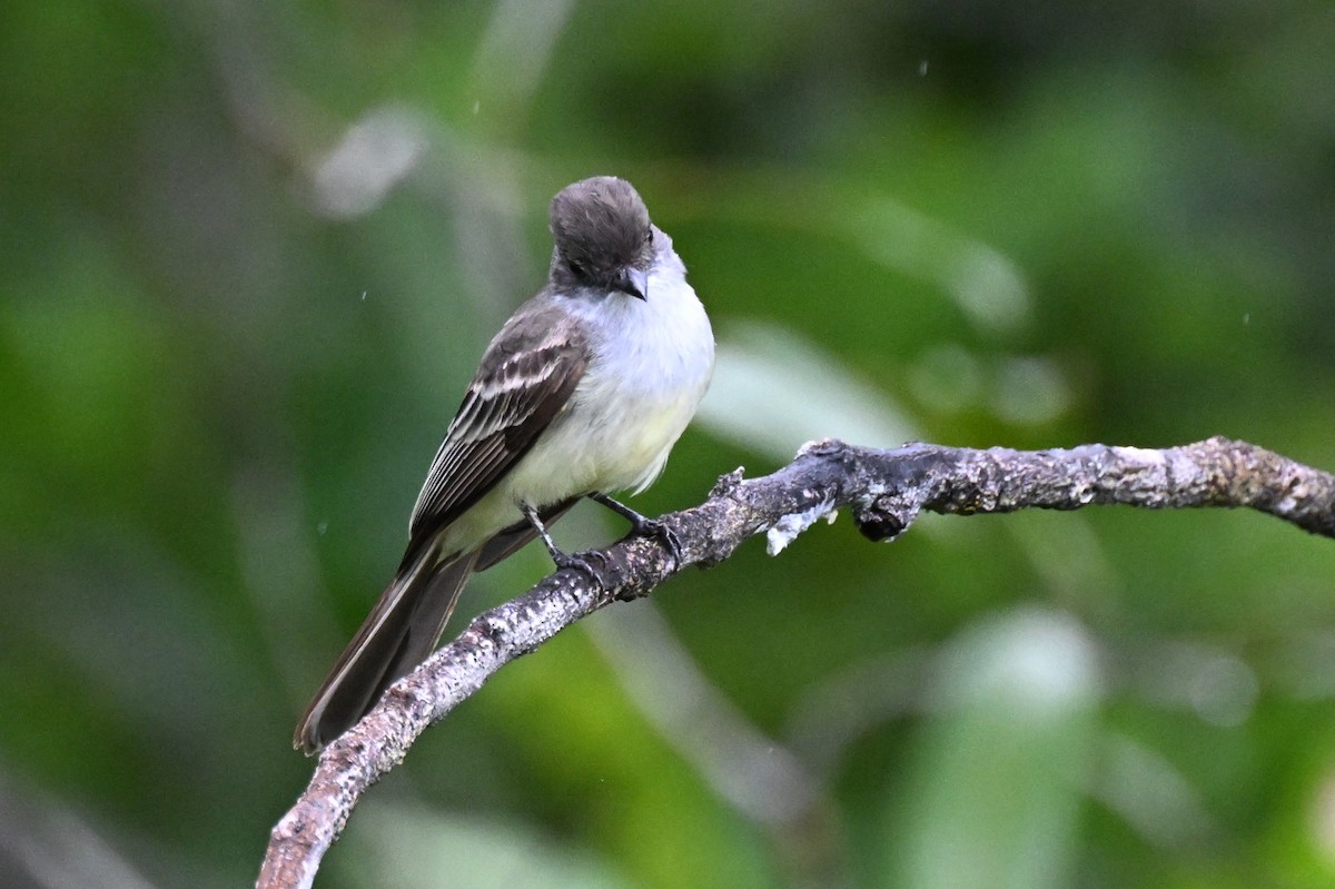 Swainson's Flycatcher - ML646492312