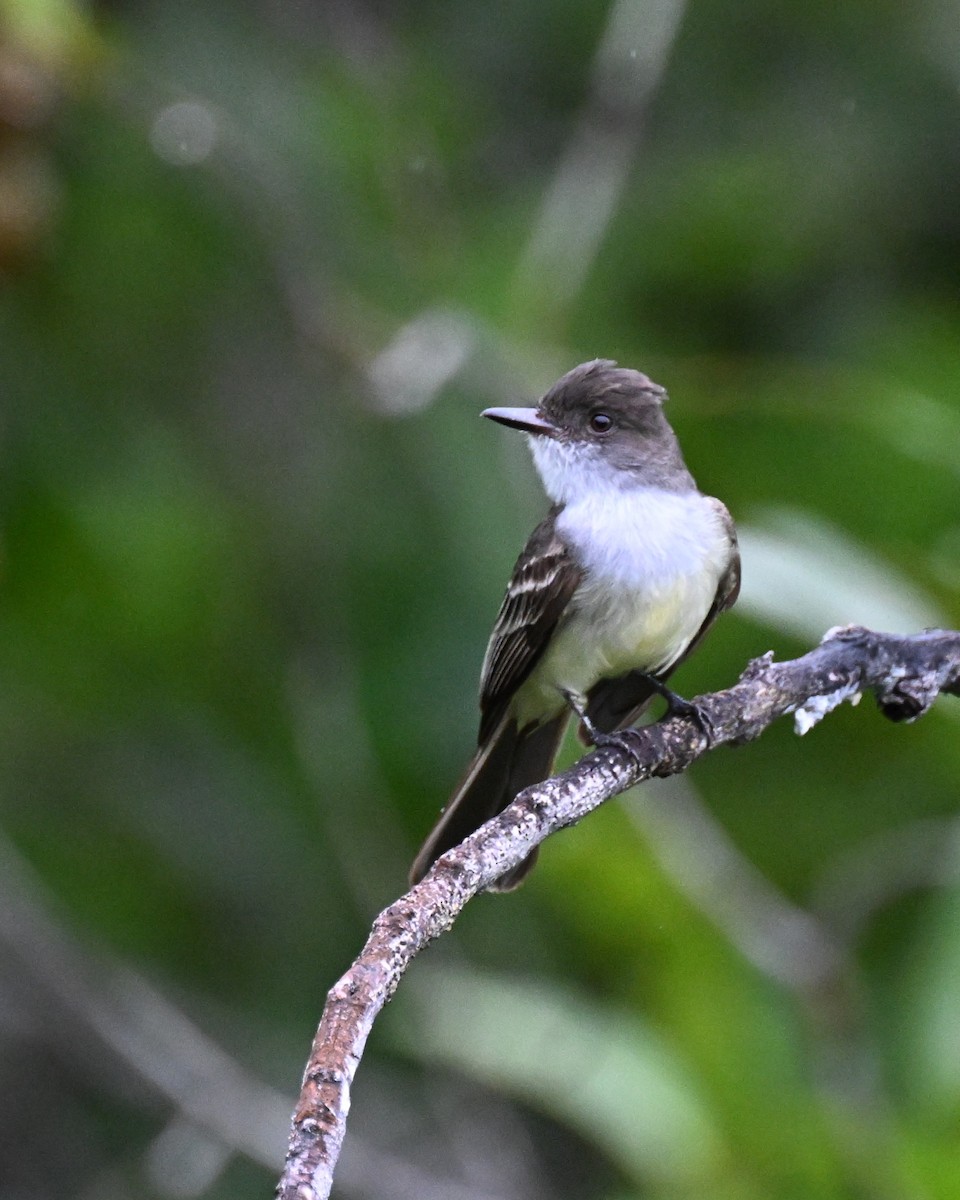 Swainson's Flycatcher - ML646492313