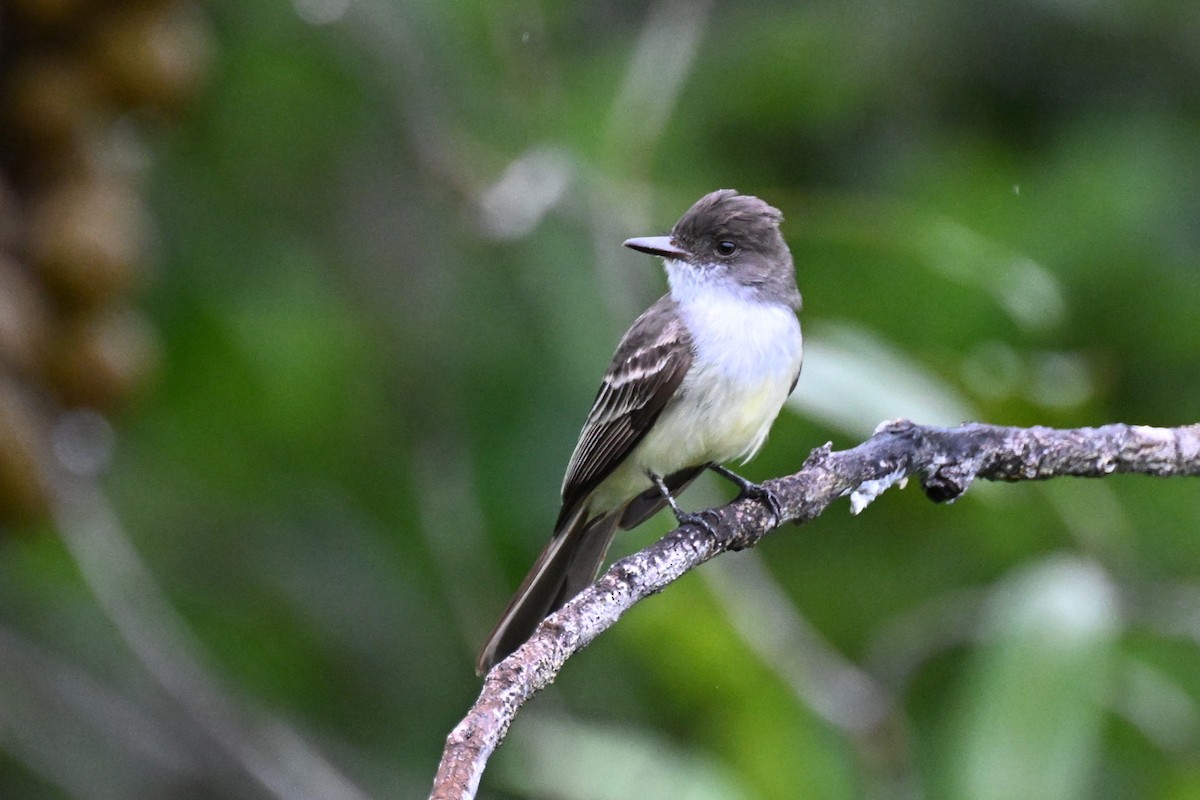 Swainson's Flycatcher - ML646492314