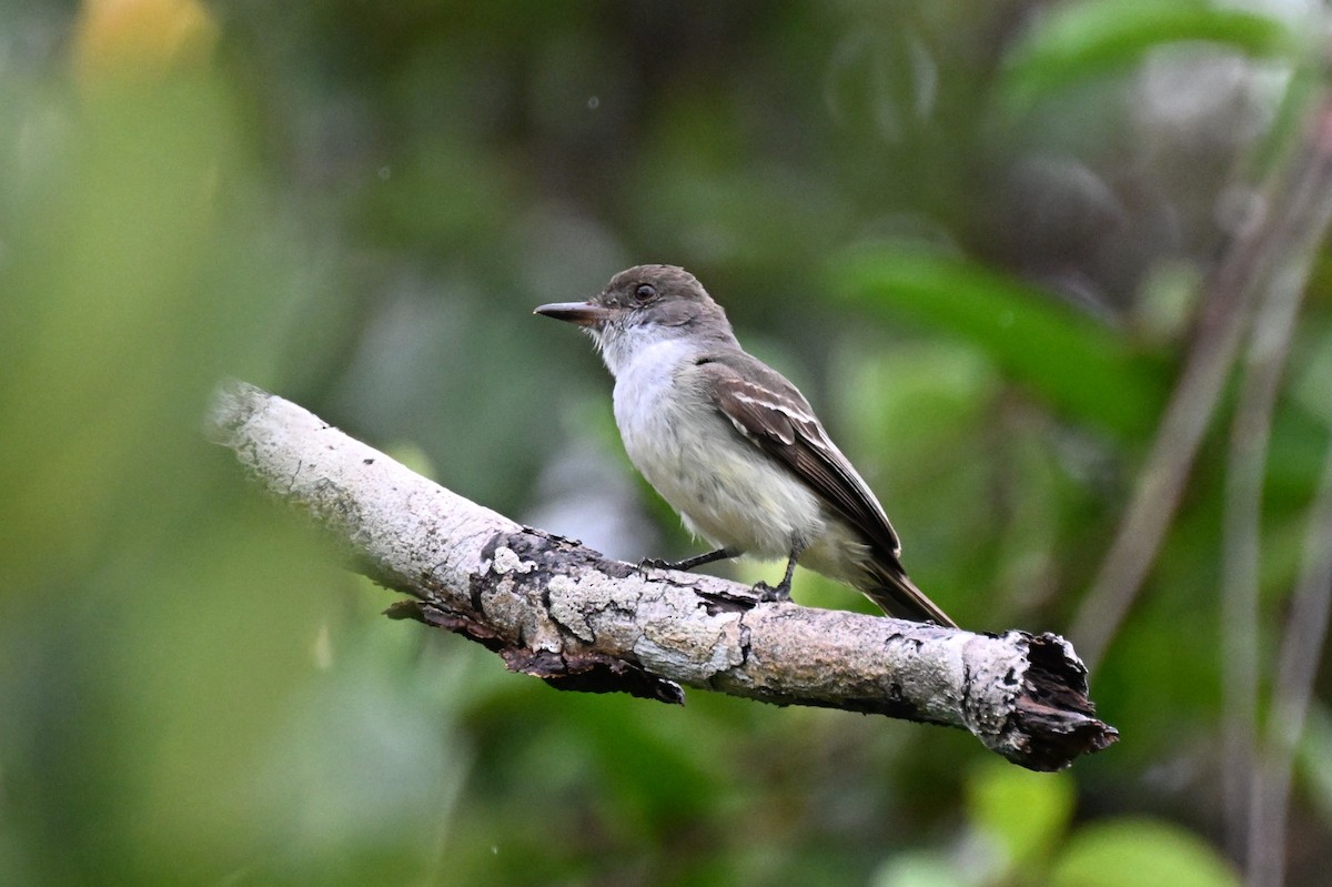 Swainson's Flycatcher - ML646492316