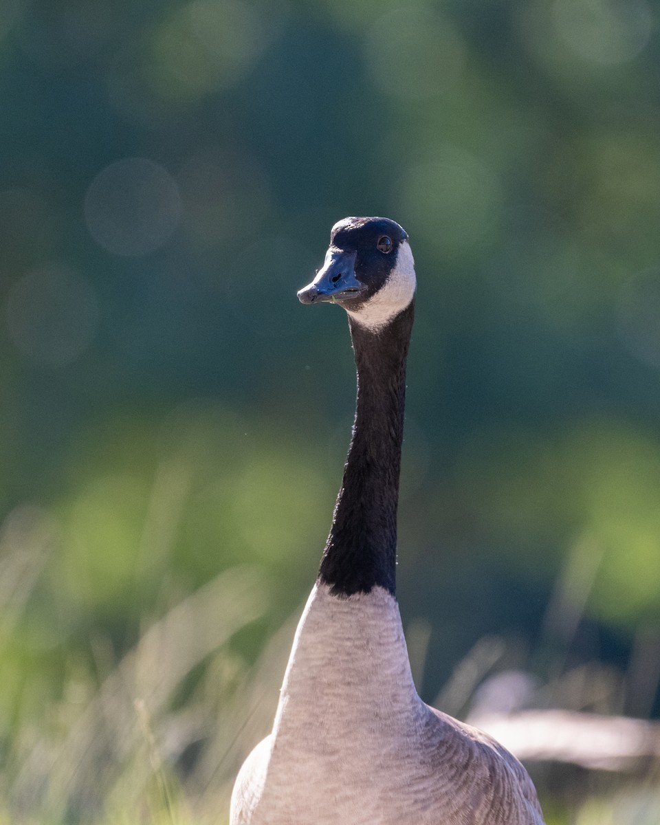 kanadagås - ML646492333