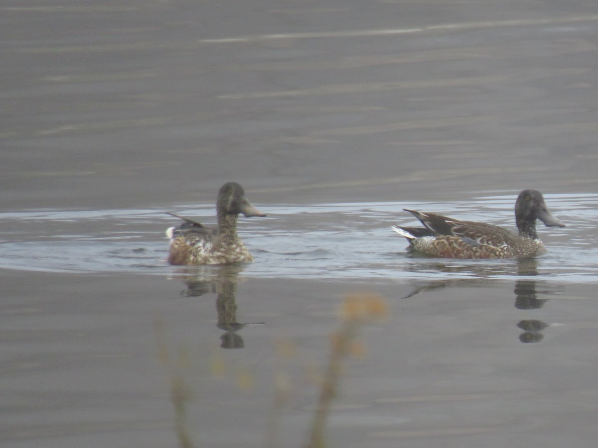 Халбага нугас - ML646492335