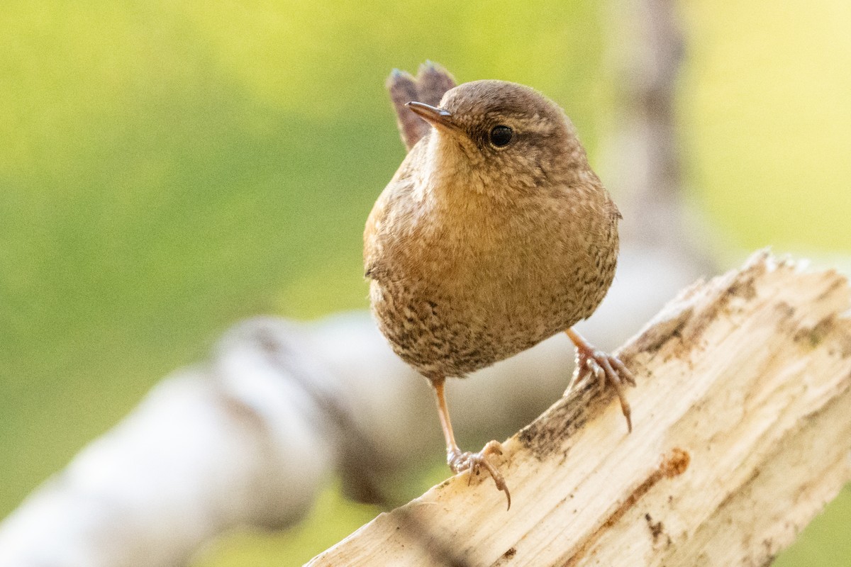 Winter Wren - ML646492340