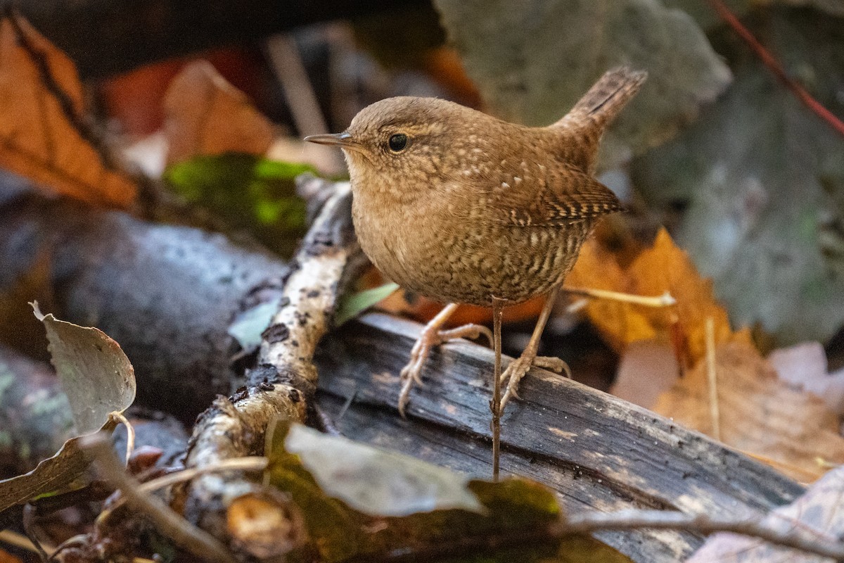 Winter Wren - ML646492341