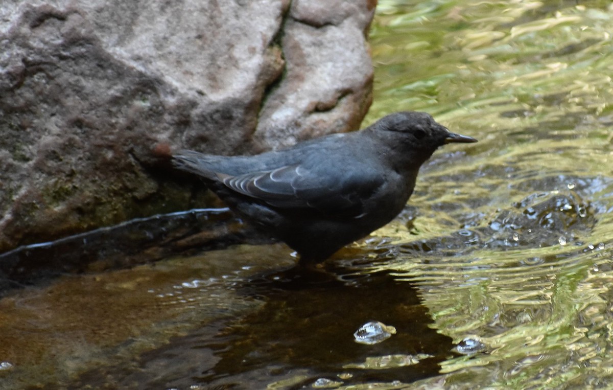 American Dipper - ML646492344