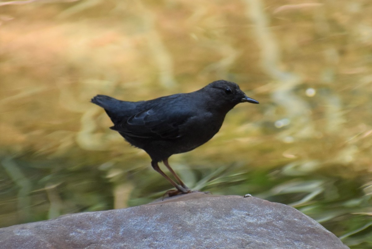 American Dipper - ML646492345