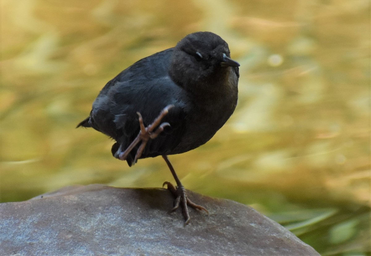 American Dipper - ML646492346
