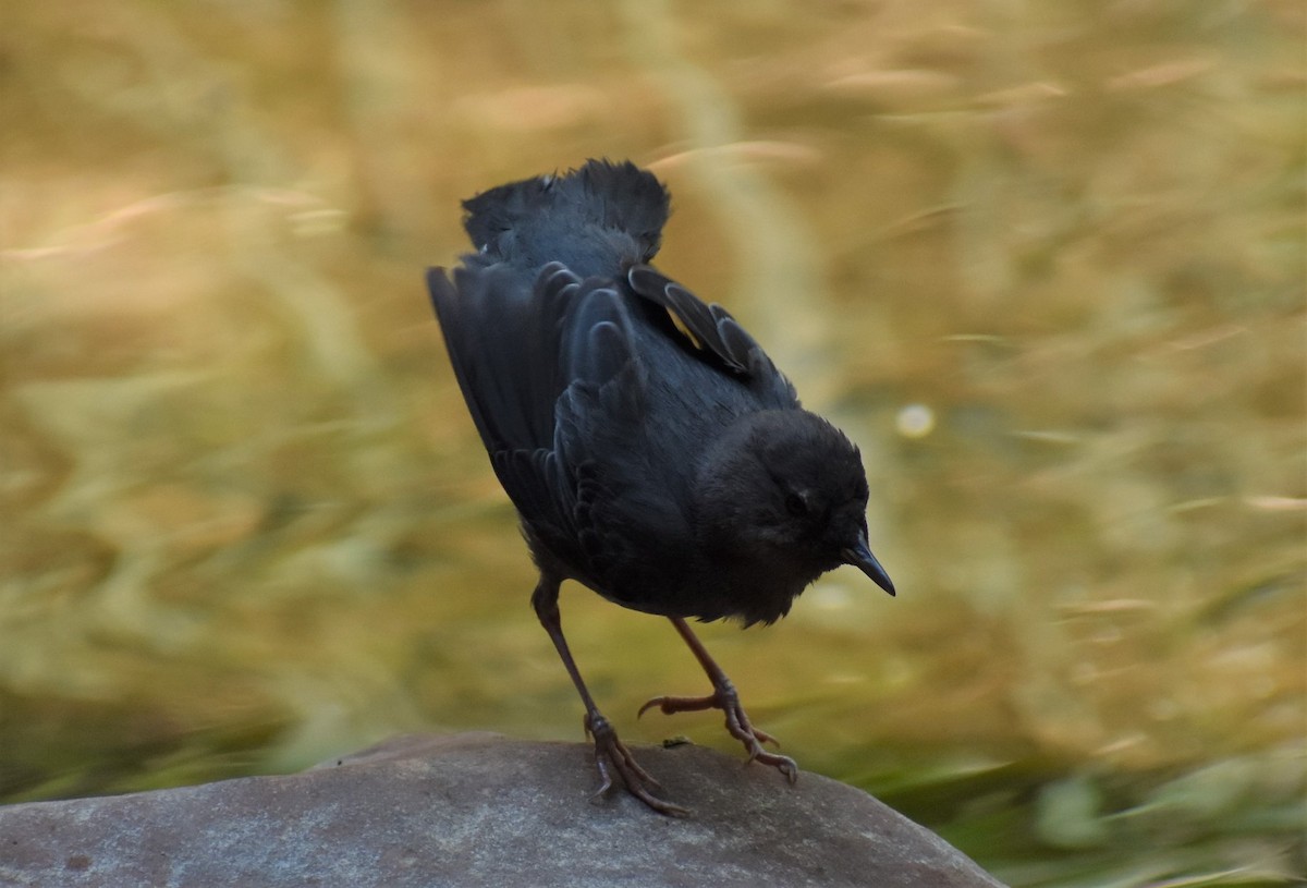 American Dipper - ML646492347