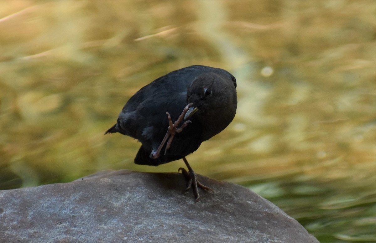American Dipper - ML646492348