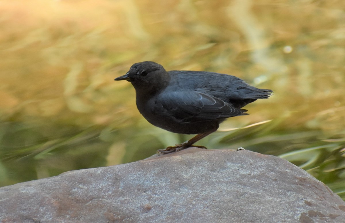 American Dipper - ML646492349