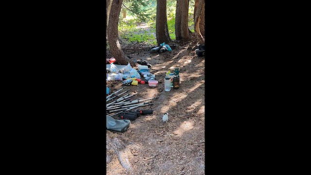 Канадская кукша - ML646492351