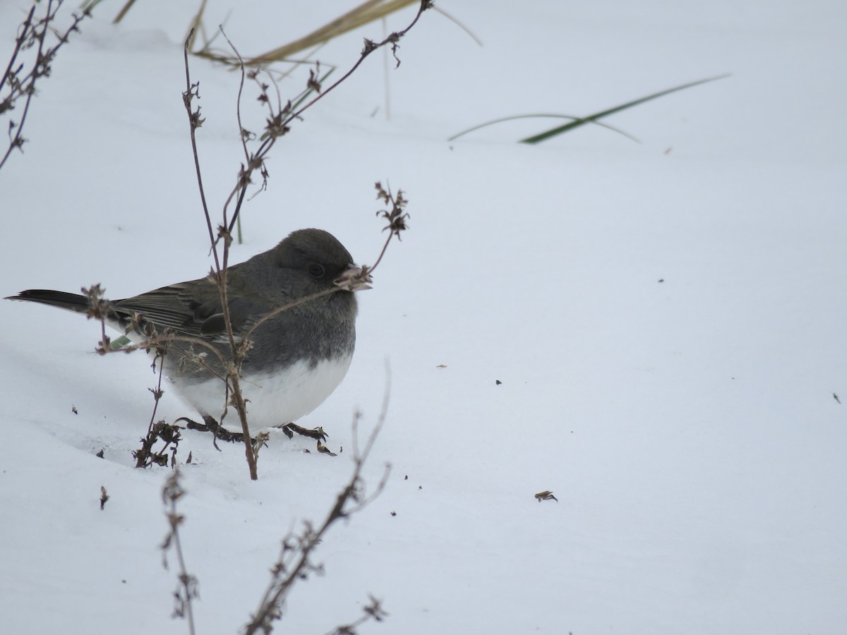 Dark-eyed Junco - ML646492363