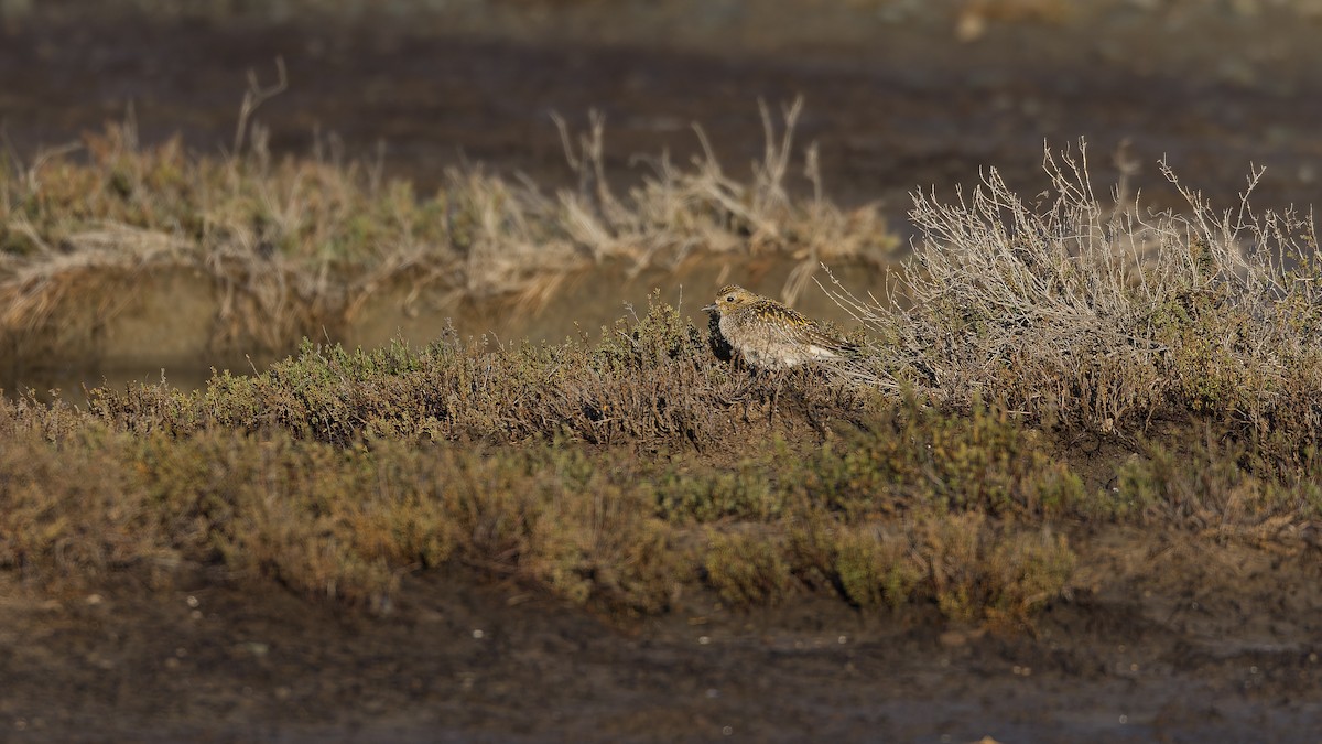 Pacific Golden-Plover - ML646492364