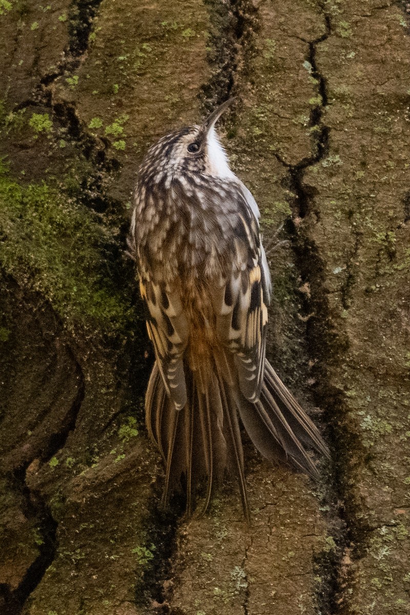 Agateador Americano - ML646492365