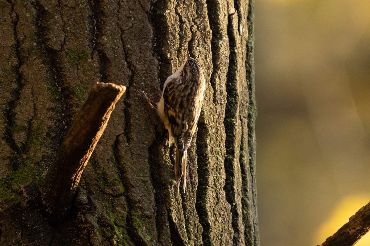 Agateador Americano - ML646492366