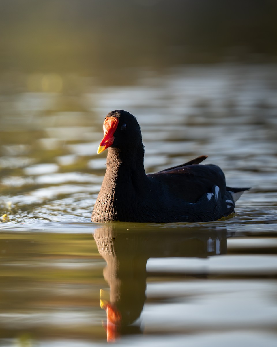 Американская камышница - ML646492368