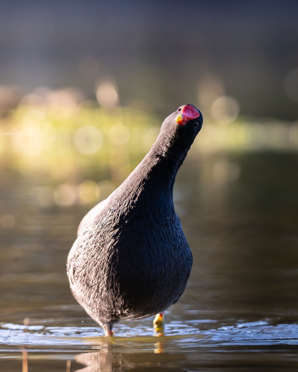 Американская камышница - ML646492369