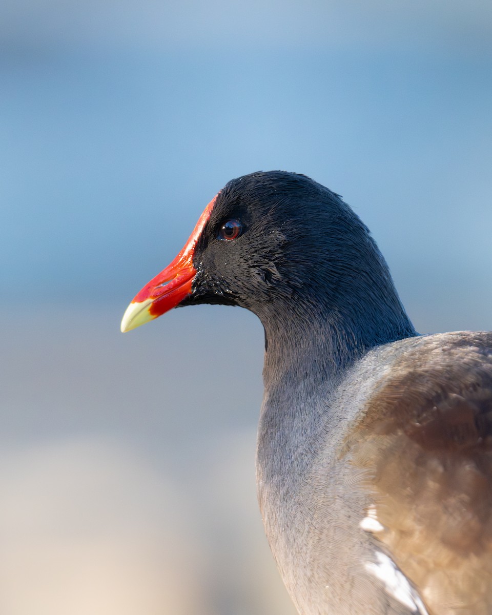 Американская камышница - ML646492370