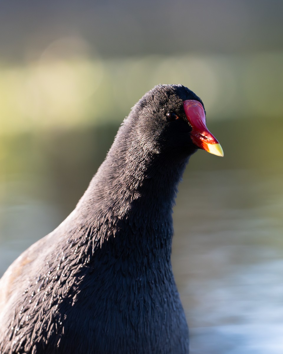 Американская камышница - ML646492371