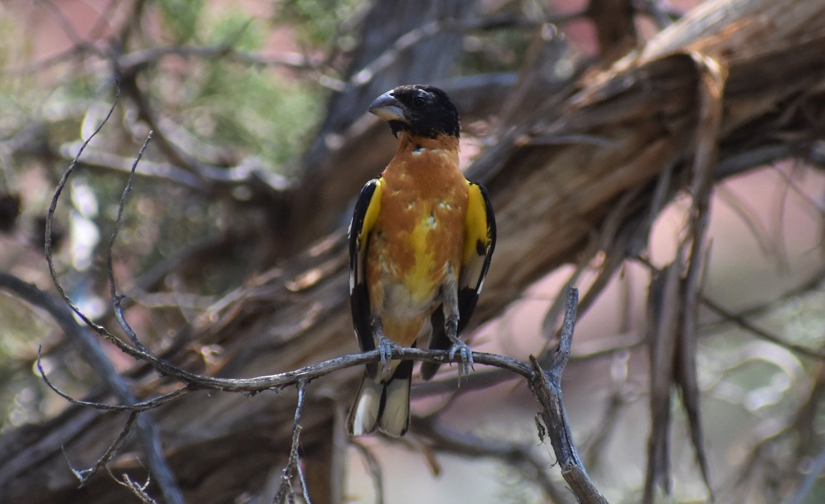 Black-headed Grosbeak - ML646492372