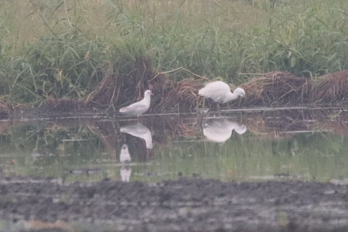 Black-headed Gull - ML646492380