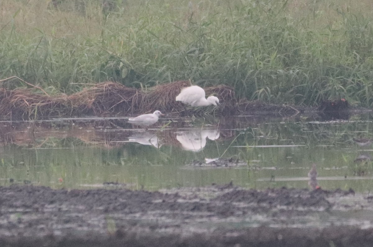 Black-headed Gull - ML646492381