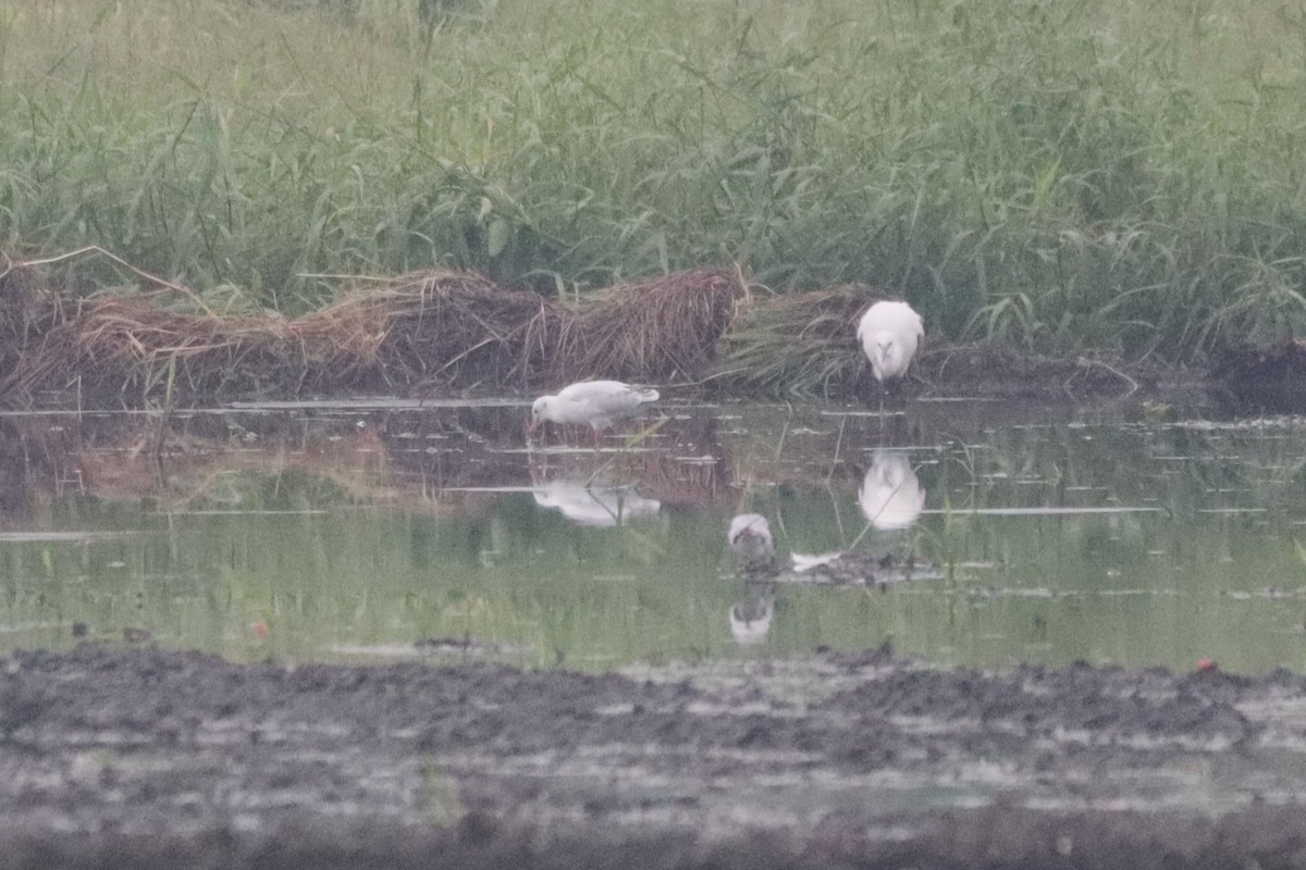 Black-headed Gull - ML646492382