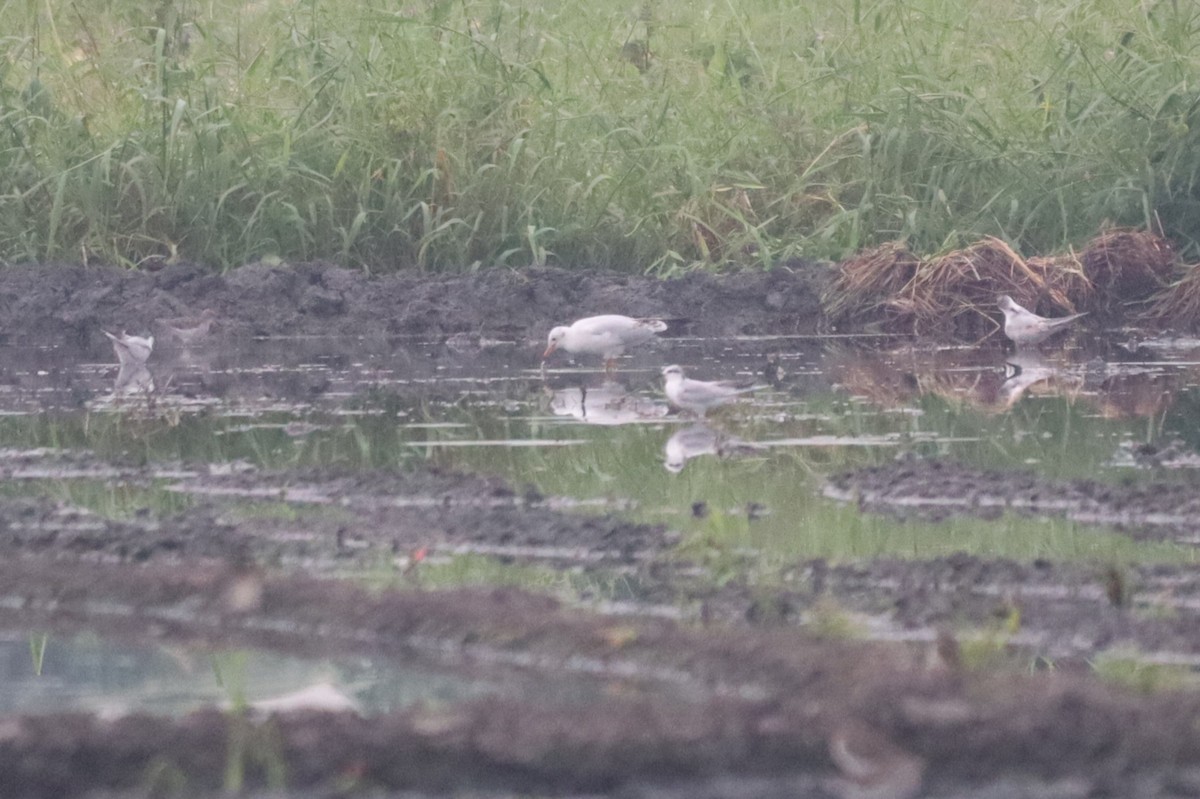Black-headed Gull - ML646492383