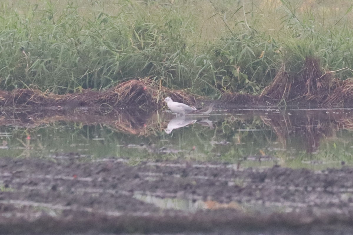 Black-headed Gull - ML646492384