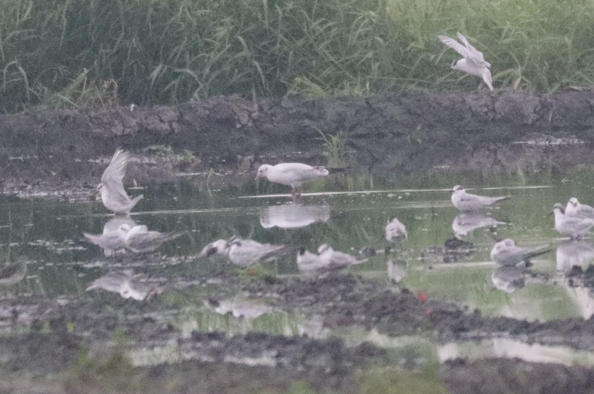 Black-headed Gull - ML646492385