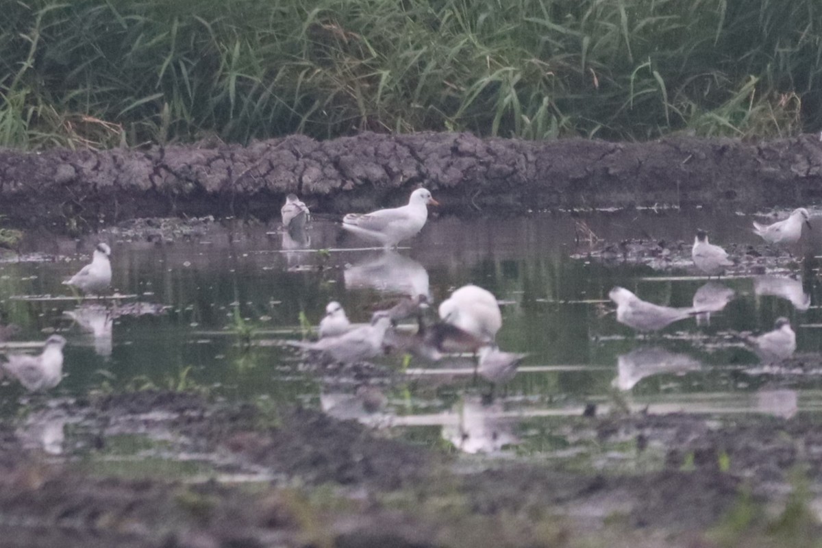 Black-headed Gull - ML646492386