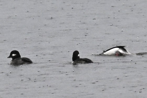 Bufflehead - ML646492388