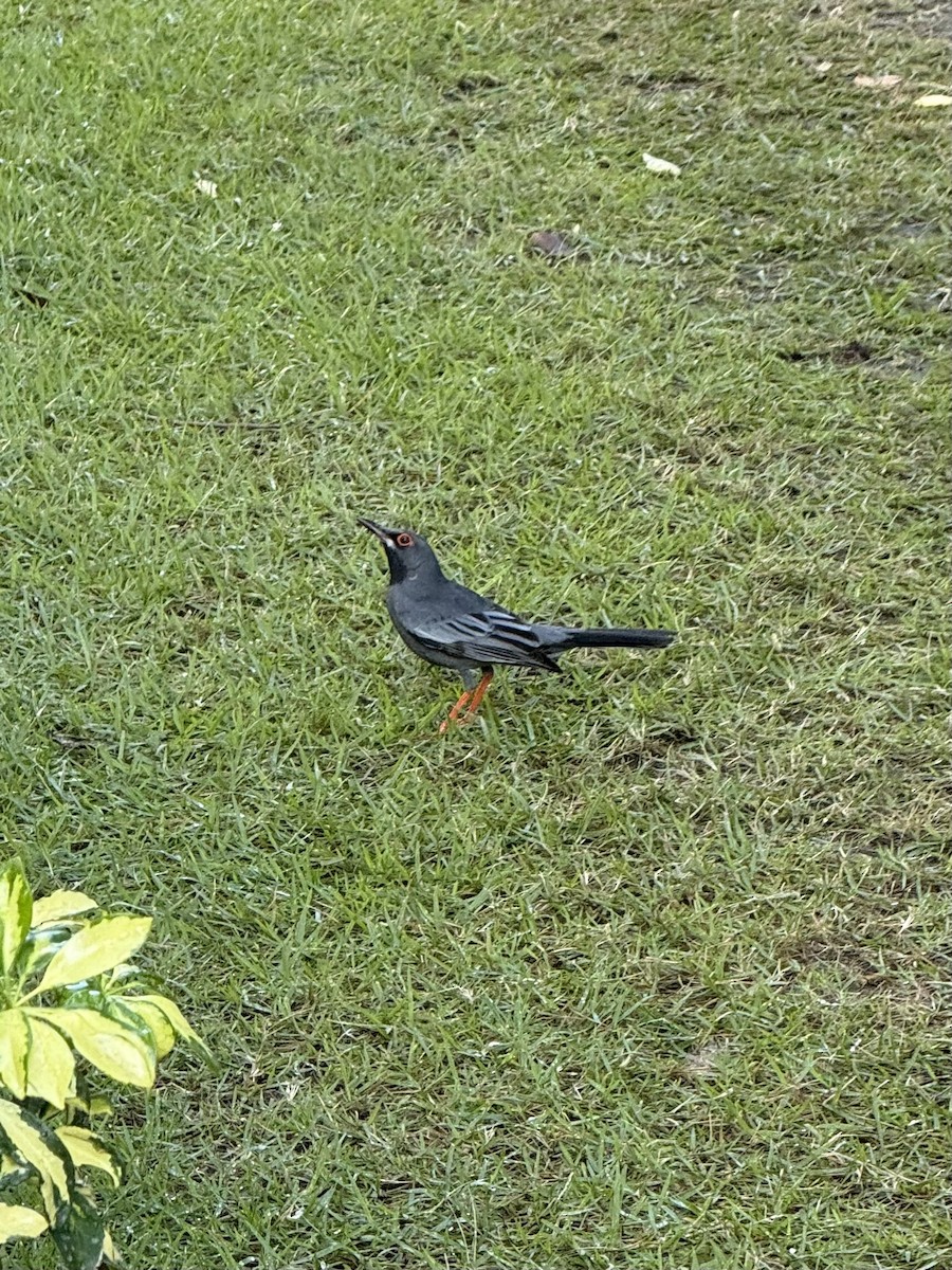 Western Red-legged Thrush - ML646492396