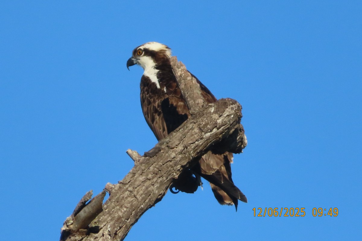 Osprey - ML646492405