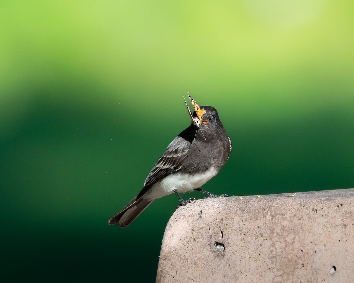 Black Phoebe - ML646492410