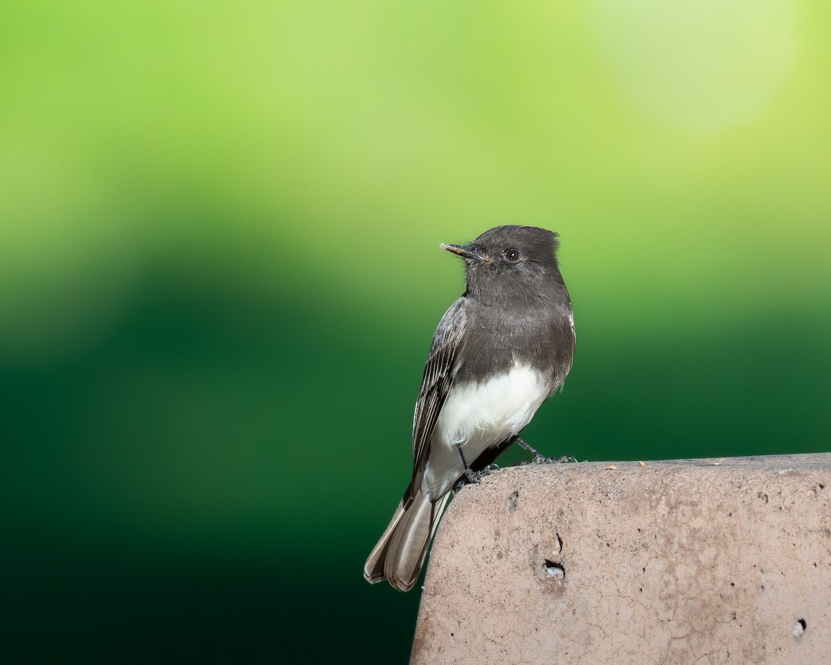 Black Phoebe - ML646492411