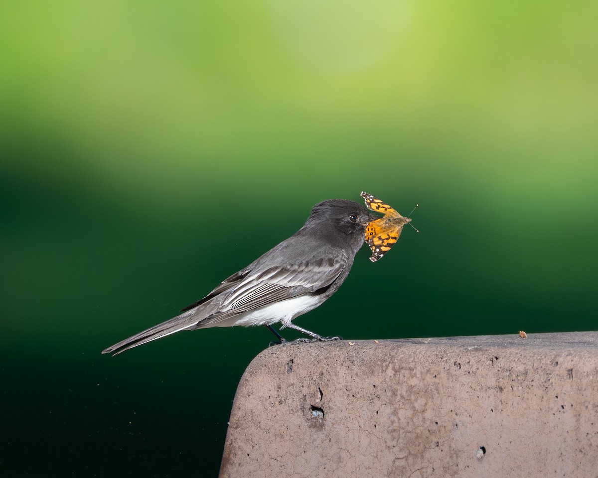 Black Phoebe - ML646492412