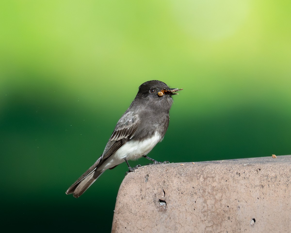 Black Phoebe - ML646492413